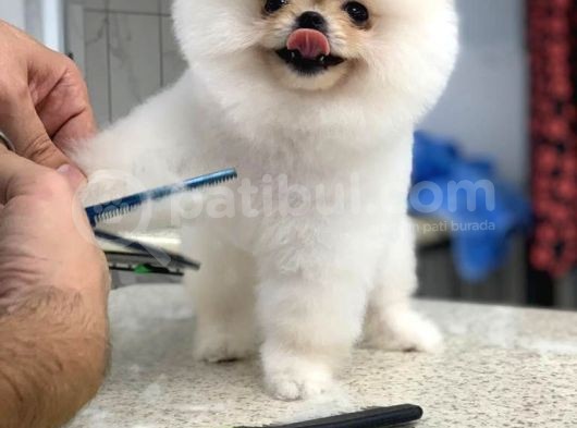 Üst Kali̇te Karbeyaz Pomerani̇an Boo Bebekler  Si̇zi̇ Bekli̇yor