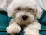 Sevimli Pamuk Maltipoo Yavrumuz Wc Eğitimli