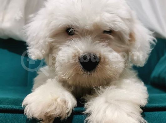 Sevimli Pamuk Maltipoo Yavrumuz Wc Eğitimli