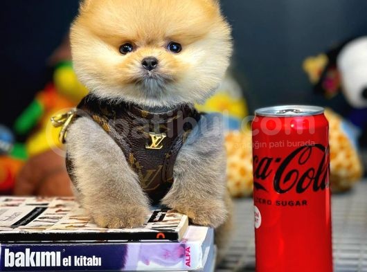 Yavru Patiler Güvencesi Ile Yeni Gelen Tedybear Pomeranian görsel