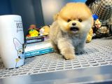 Yavru Patiler Güvencesi ile Yeni Gelen Tedybear Pomeranian