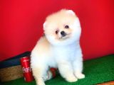 Yavru Patiler Güvencesi Ile Yeni Gelen Tedybear Pomeranian