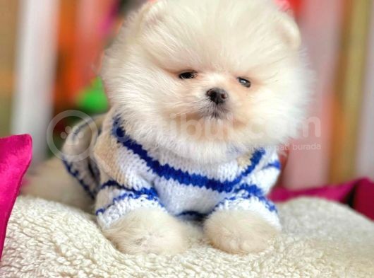 Safkan Ayı Surat Pomeranian Boo Yavrularımız görsel