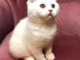 British Shorthair 2.Aylık