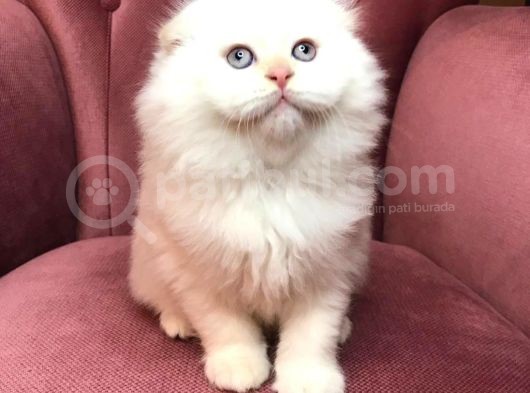 British Shorthair 2.Aylık