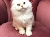 British Shorthair 2.Aylık