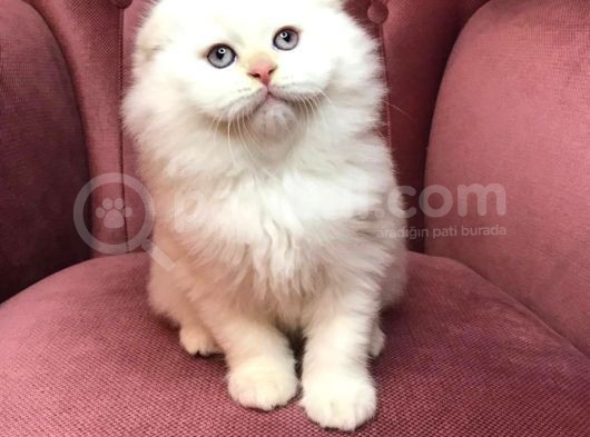 British Shorthair 2.Aylık görsel