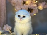 Show Kali̇te Scotti̇sh Fold Longhai̇r Whi̇te