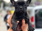 Show Kalite French Bulldog Yavrular