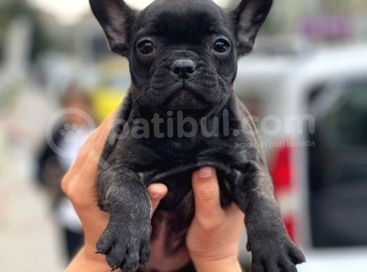 Show Kalite French Bulldog Yavrular görsel