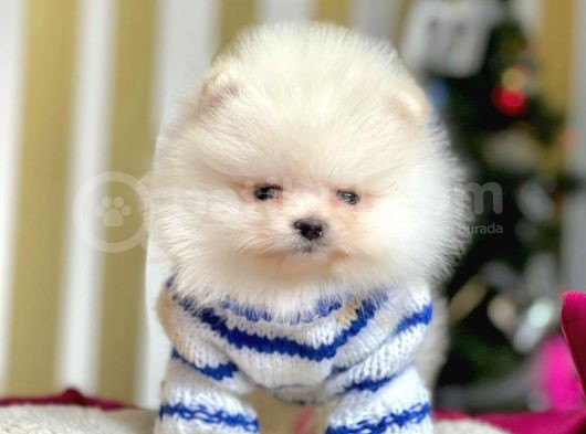 Safkan Ayı Surat Pomeranian Boo Yavrularımız