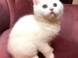 British Shorthair 2.Aylık