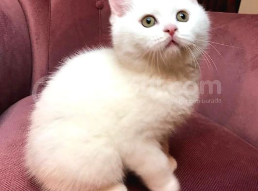 British Shorthair 2.Aylık görsel