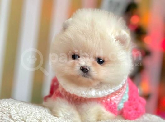 Safkan Ayı Surat Pomeranian Boo Yavrularımız görsel