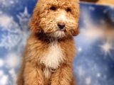 Turkiyede Tek Orjinal Mini Labradoodle Bebekler