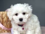 Show Kalite Maltese Terier Bebekler