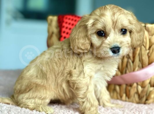 Show Kalite Maltipoo Bebekler görsel