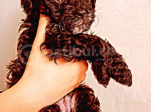Toy Poodle Bebeğimiz görsel