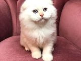 British Shorthair 2.Aylık