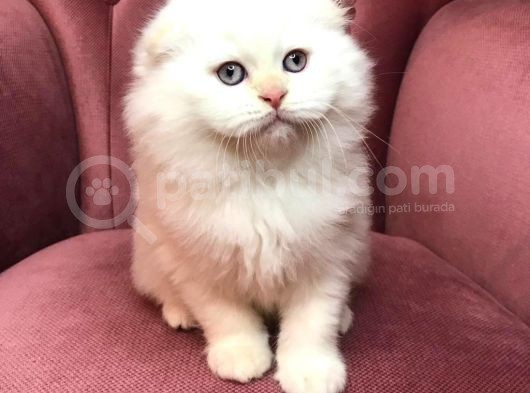 British Shorthair 2.Aylık görsel