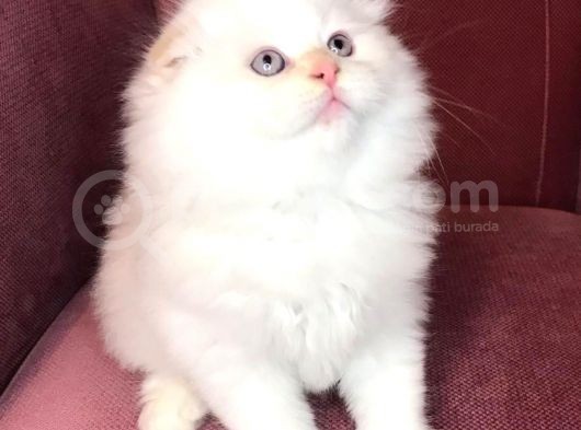 British Shorthair 2.Aylık görsel