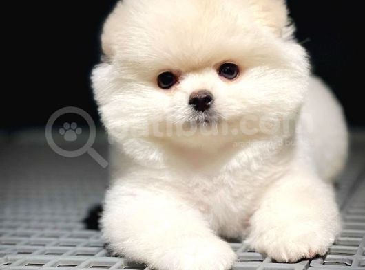 Yavru Patiler Güvencesiyle Pomeranian Yavruları