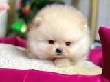 Safkan Teddy Surat Pomeranian Boo Yavrularımız
