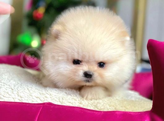 Safkan Teddy Surat Pomeranian Boo Yavrularımız görsel