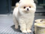 Yavru Patiler Güvencesiyle Pomeranian Yavruları
