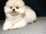 Yavru Patiler Güvencesiyle Pomeranian Yavruları