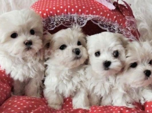 Maltese Sevimli Mini Boy Yavrular
