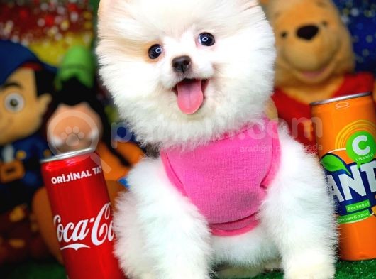Yavru Patiler Güvencesi Ile Yeni Gelen Tedybear Pomeranian Yavrularımız görsel