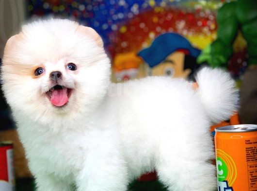 Yavru Patiler Güvencesi Ile Yeni Gelen Tedybear Pomeranian Yavrularımız