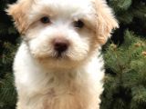 Orjinal Mavi Gözlü Maltıpoo Yavrumuz