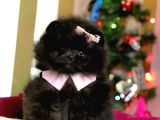 Safkan Teddy Surat Pomeranian Boo Yavrularımız