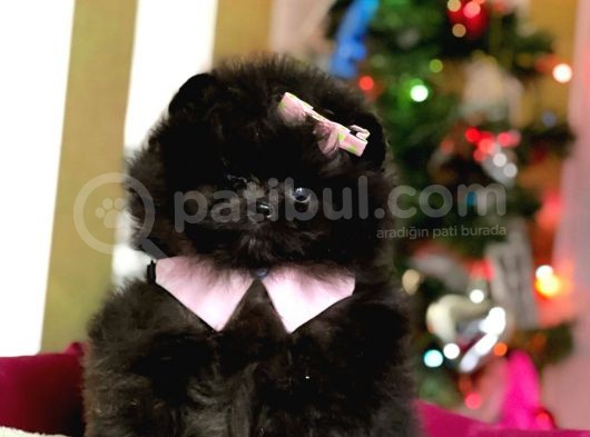 Safkan Teddy Surat Pomeranian Boo Yavrularımız görsel