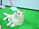 Zümrüt Gözlü Si̇lver Bri̇ti̇sh Shorthai̇r