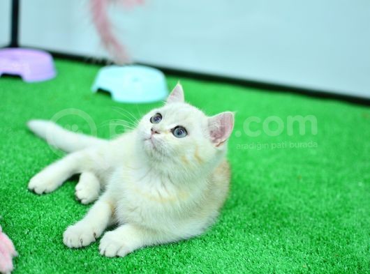 Zümrüt Gözlü Si̇lver Bri̇ti̇sh Shorthai̇r görsel