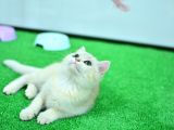 Zümrüt Gözlü Si̇lver Bri̇ti̇sh Shorthai̇r