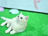 Zümrüt Gözlü Si̇lver Bri̇ti̇sh Shorthai̇r