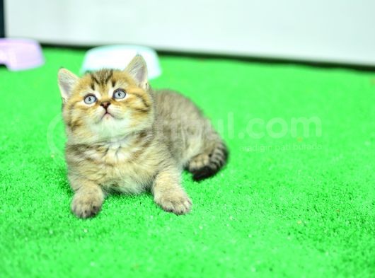 Ny24 Golden Bri̇ti̇sh Shorthai̇r