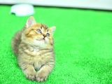 Ny24 Golden Bri̇ti̇sh Shorthai̇r