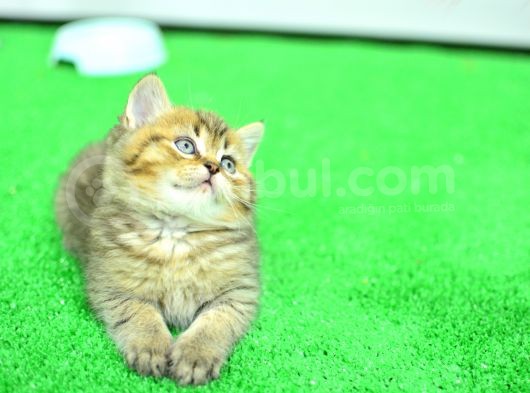 Ny24 Golden Bri̇ti̇sh Shorthai̇r görsel