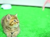 Ny24 Golden Bri̇ti̇sh Shorthai̇r
