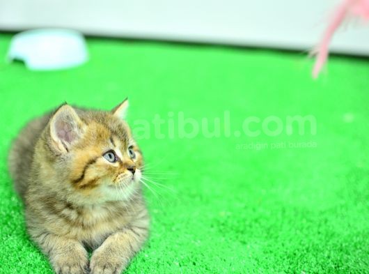 Ny24 Golden Bri̇ti̇sh Shorthai̇r görsel