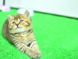 Ny24 Golden Bri̇ti̇sh Shorthai̇r