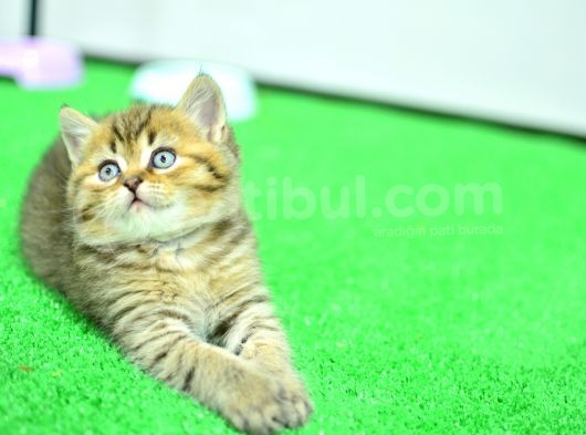 Ny24 Golden Bri̇ti̇sh Shorthai̇r görsel