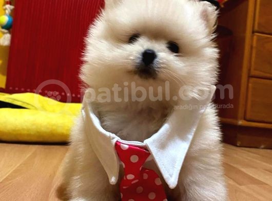Pomerani̇an Boo Kartopu Kardeşler Di̇şi̇ Erkek görsel