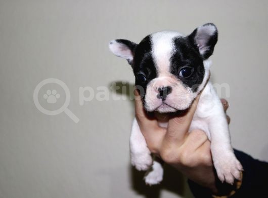 Kusursuz French Bulldog Yavru Di̇şi̇leri̇mi̇z Safkan görsel