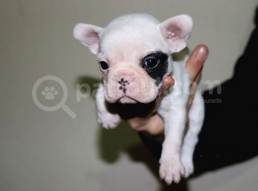 Kusursuz French Bulldog Yavru Di̇şi̇leri̇mi̇z Safkan görsel